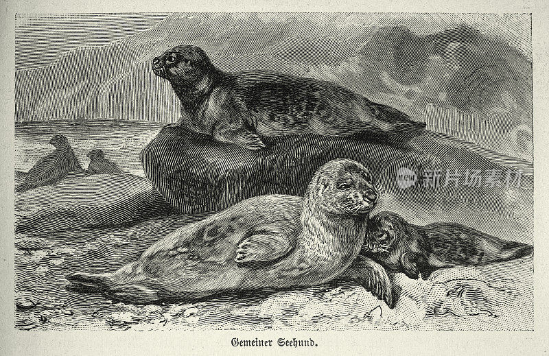 港口或普通海豹，Phoca vitulina，野生动物复古艺术插图